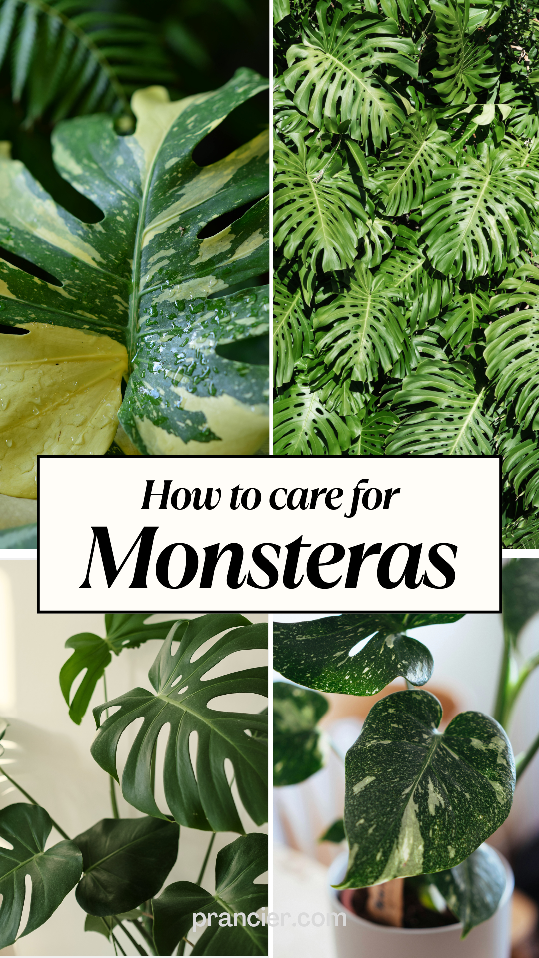 Monstera plant care tips