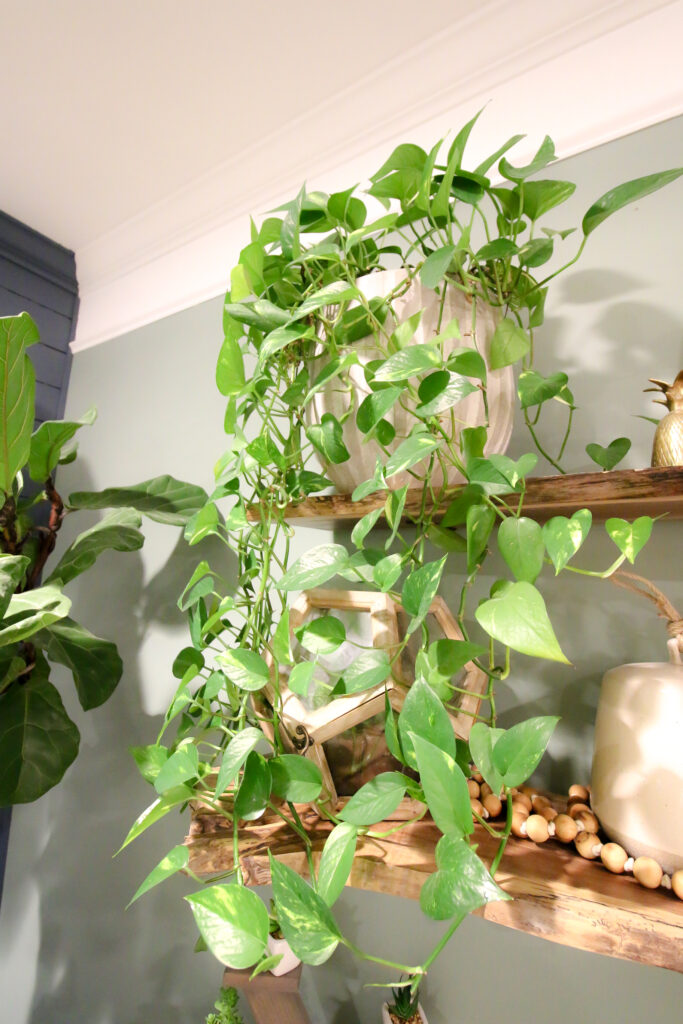 overflowing pot of pothos on a shelf