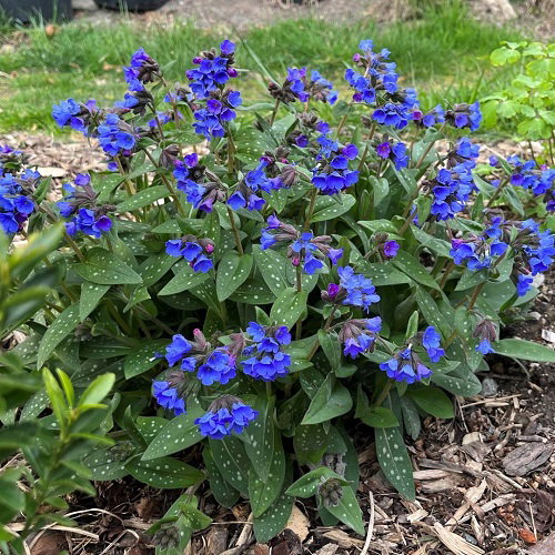 Blooming Perennial Flowers from Spring