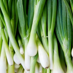 You can regrow green onions indoors in a glass of water quickly and easily on your own kitchen windowsill. See how much 