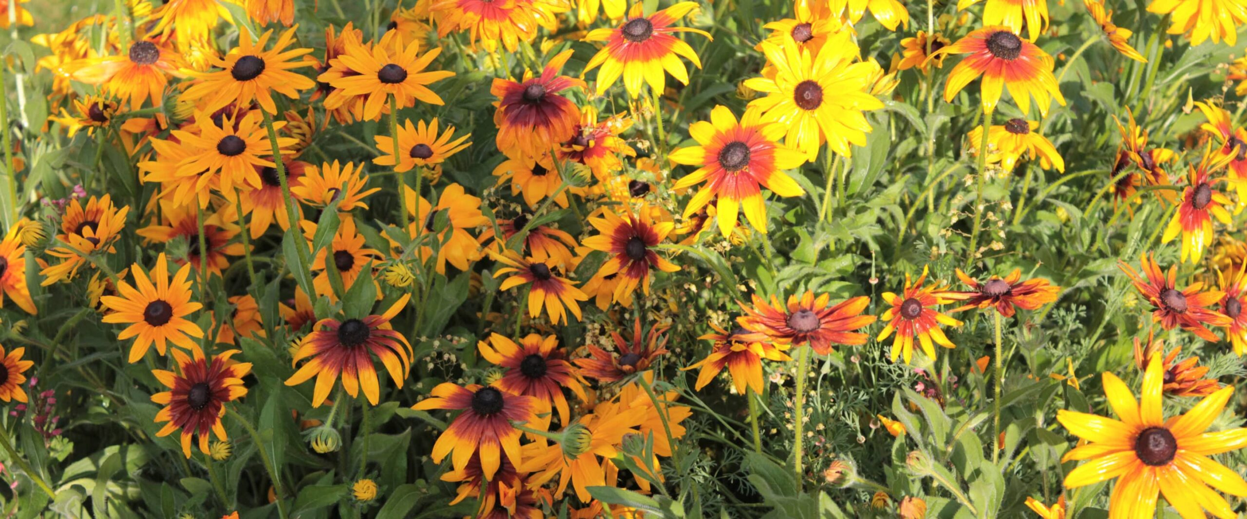 How to Create a Pollinator Garden That Attracts Butterflies, Bees, and Hummingbirds