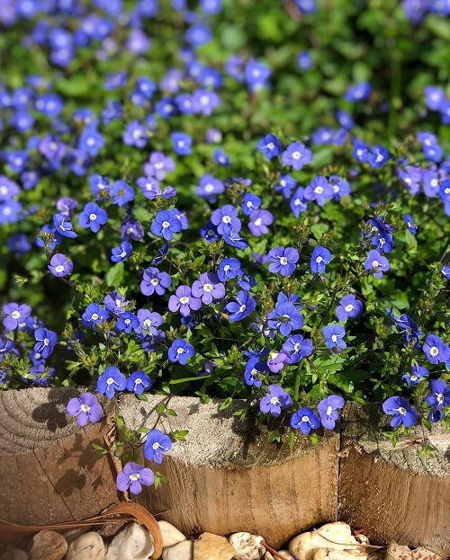 Perennial Flowers with Spring and Autumn Blooms