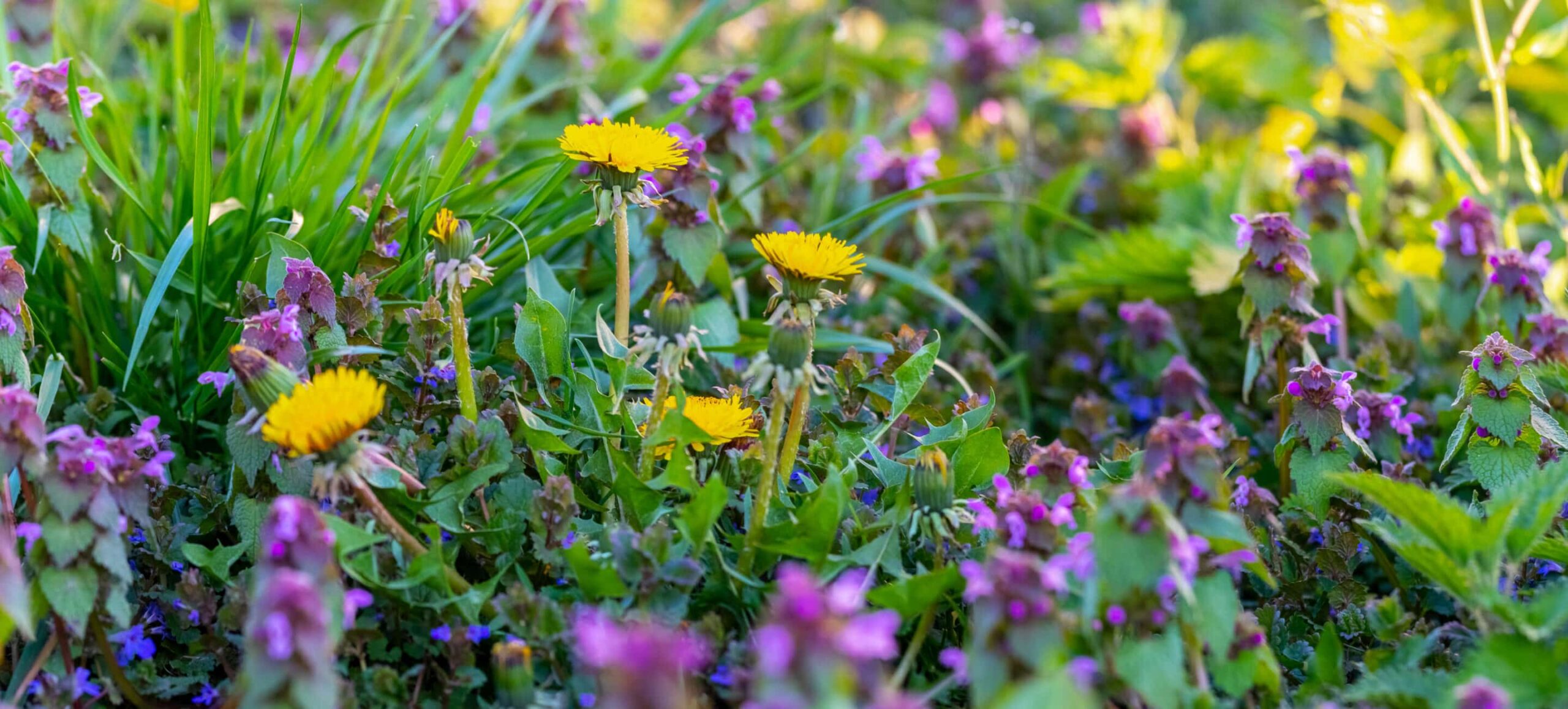 How to Create a Pollinator Garden That Attracts Butterflies, Bees, and Hummingbirds Live Love Garden